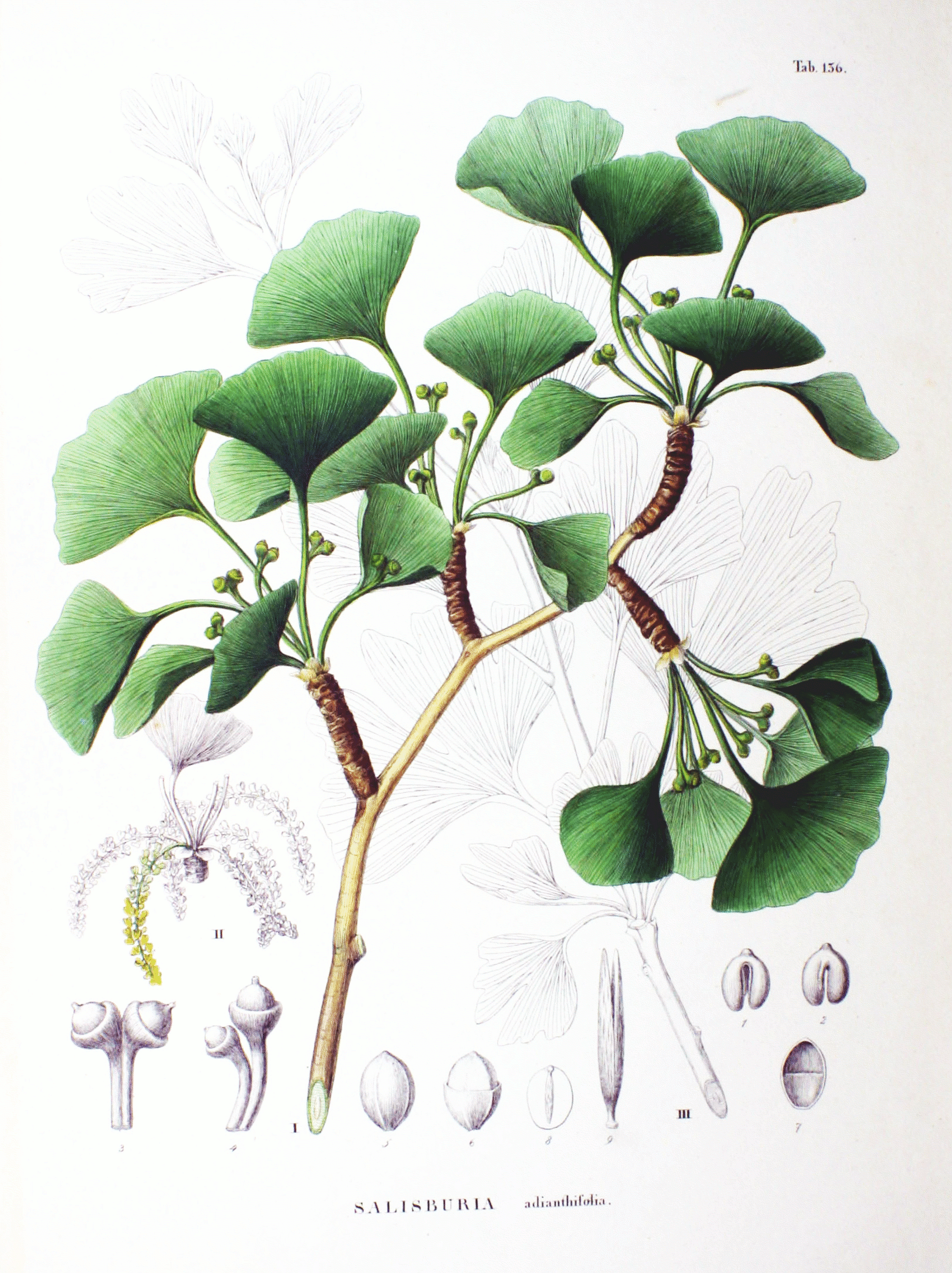 Ginkgo biloba